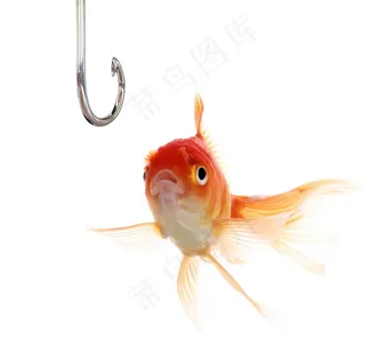 银色鱼钩和金鱼高清图片