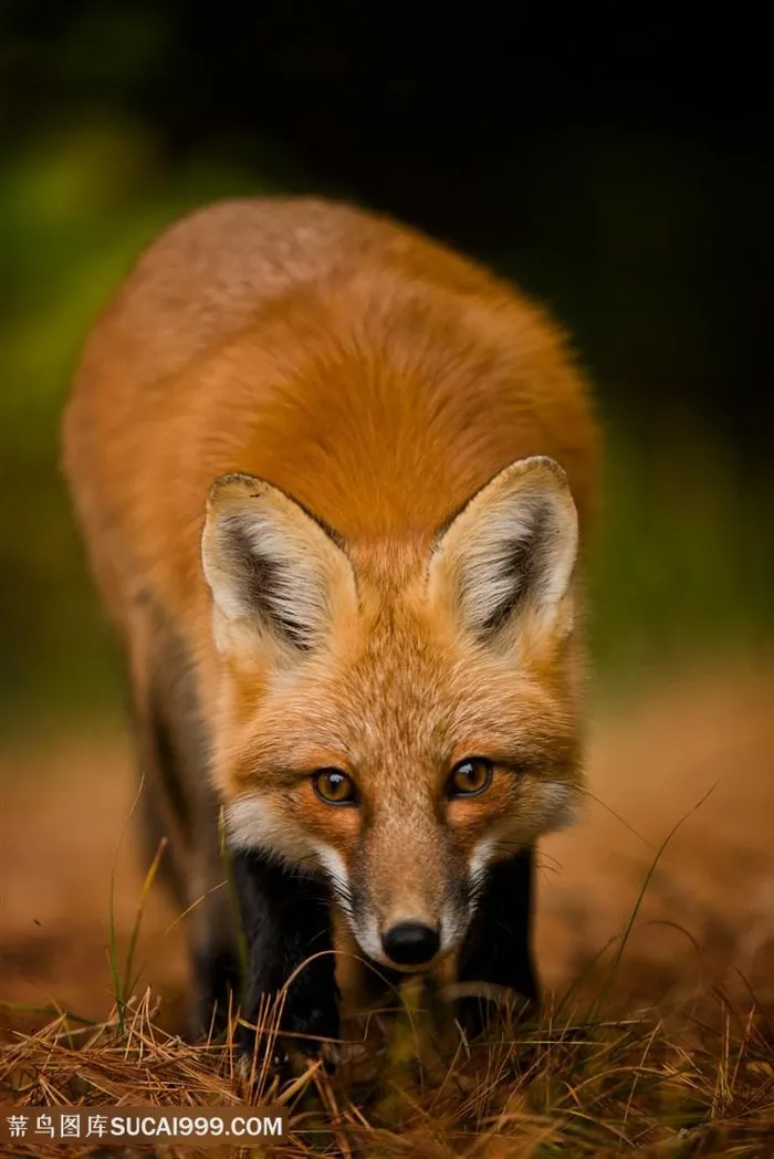 寻找食物的小狐狸图片