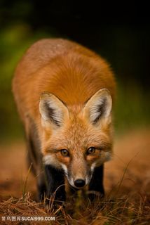 寻找食物的小狐狸图片