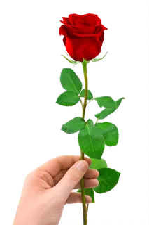 花类红玫瑰免抠图