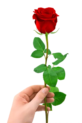 花类红玫瑰免抠图