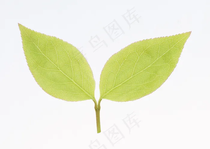 花草特写 1891
