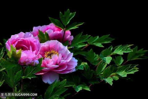 紫红色牡丹花图片