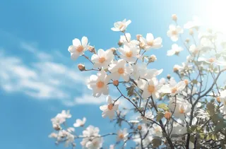 白色的花朵近景聚焦拍摄摄影图