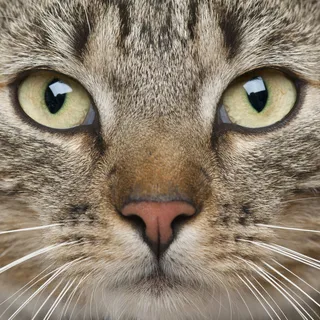 猫脸头像图片下载 猫脸头像图片下载