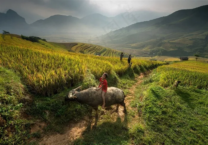 田间骑牛的牧童田园风光