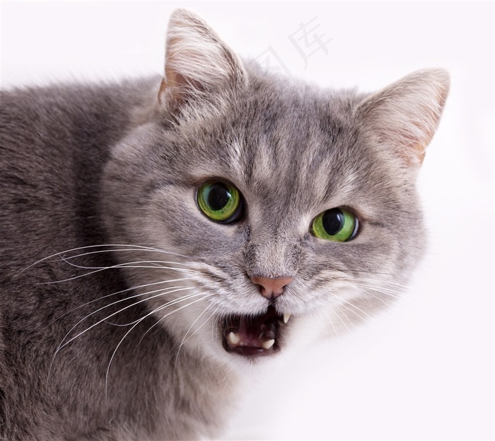 绿眼睛猫咪图片