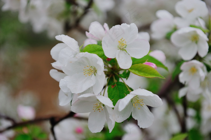 张家口海棠花图片