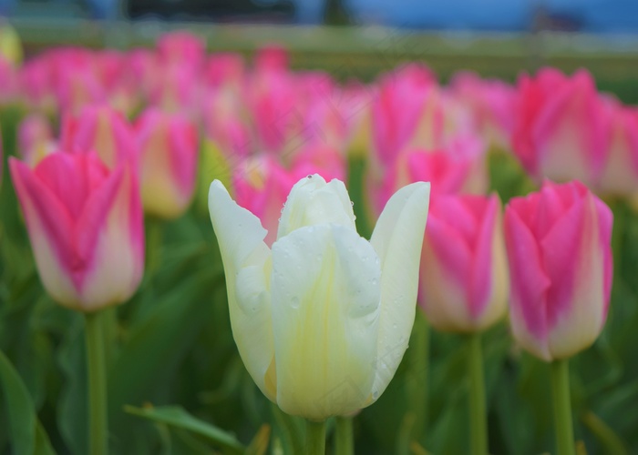 漂亮郁金香花朵摄影图片