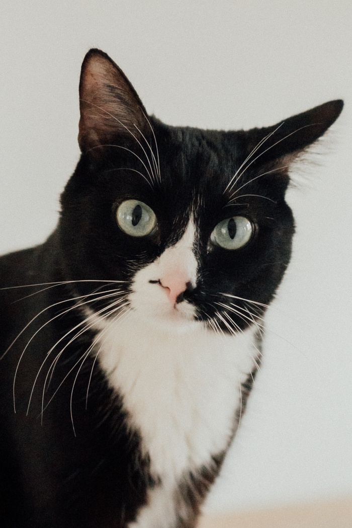 可爱猫咪猫猫摄影素材