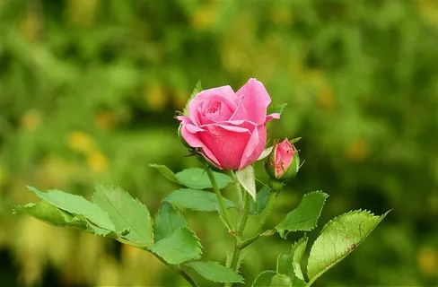 绽放的玫瑰花 绽放的玫瑰花