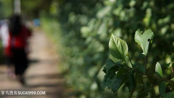 路边绿植阳光