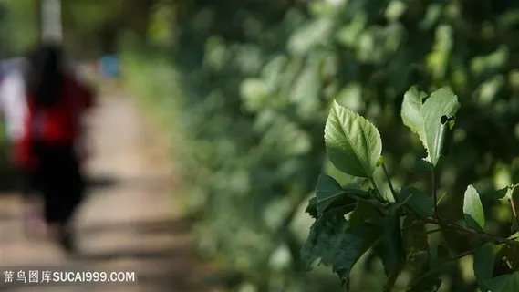 路边绿植阳光 路边绿植阳光