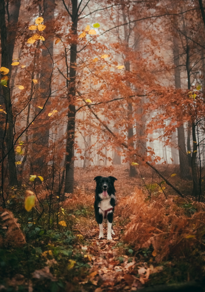 边牧犬可爱写真图片