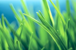 小草嫩叶嫩芽绿色海报素材背景