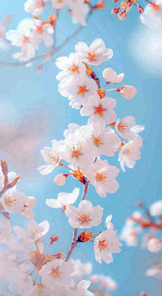 粉色樱花花朵立春惊蛰春分(816x1488)