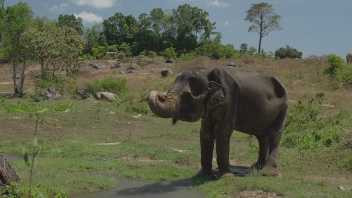 大象被鼻子弄湿了