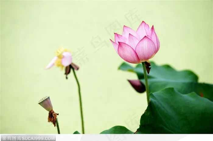 美丽的荷花与莲蓬鲜花图片