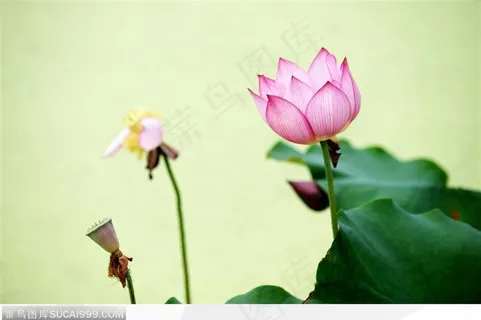 美丽的荷花与莲蓬鲜花图片 美丽的荷花与莲蓬鲜花图片