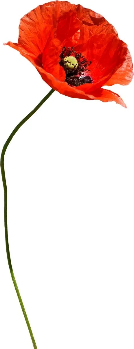 红色罂粟花 PNG免抠(463x1200)