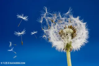 蒲公英摄影写真