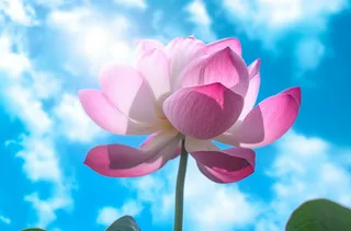 天空下盛开的莲花，uhd 图像风格，蓝绿色和粉红色，中国朋克，蔡司 batis 18mm f/2.8，女性情感摄影图