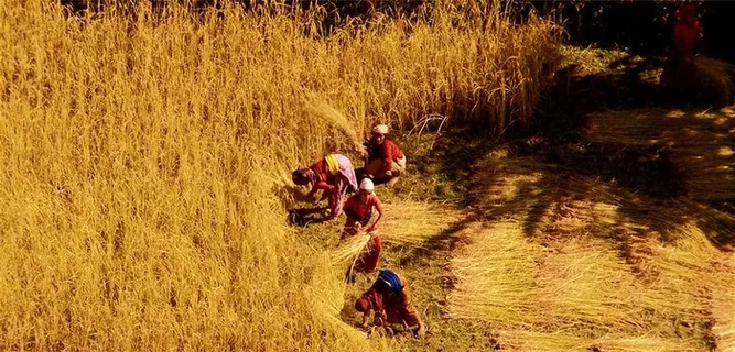 相伴收麦的农妇