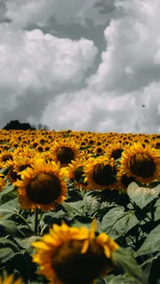 黄色向日葵摄影素材