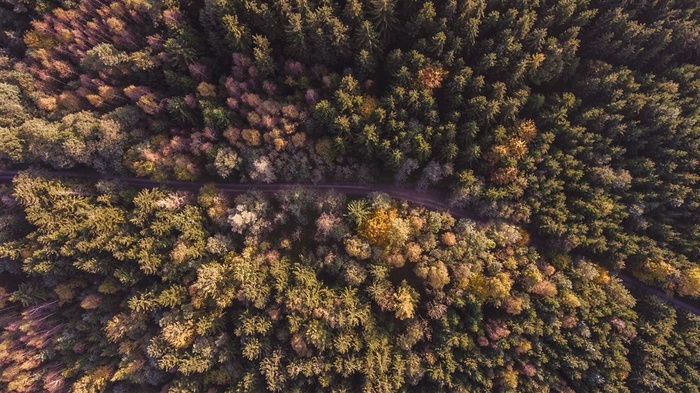 秋天树林风景