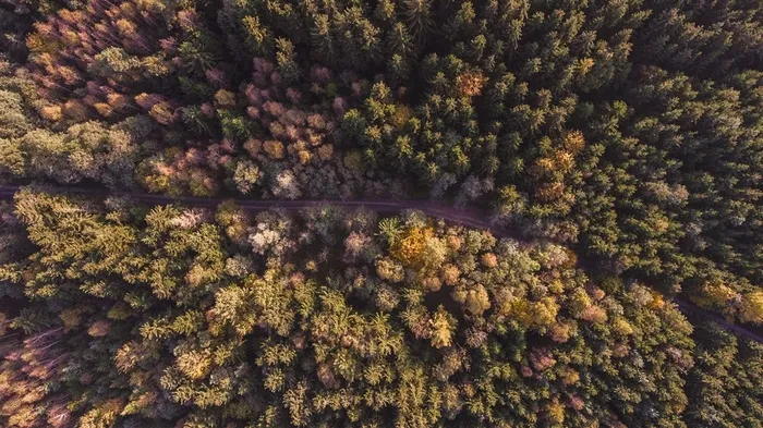 秋天树林风景