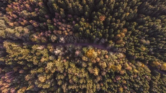 秋天树林风景 秋天树林风景