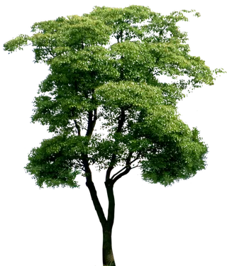 树木树枝树叶免扣素材