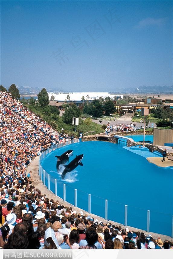 海豚表演 游泳馆