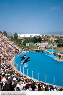 海豚表演 游泳馆