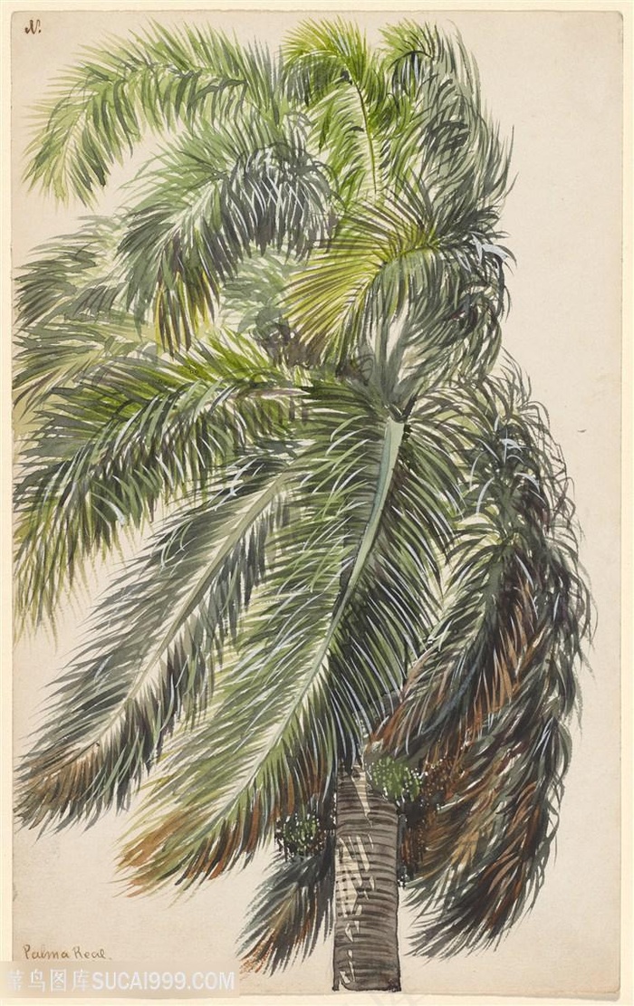 唯美水彩树椰树装饰画