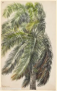 唯美水彩树椰树装饰画 唯美水彩树椰树装饰画
