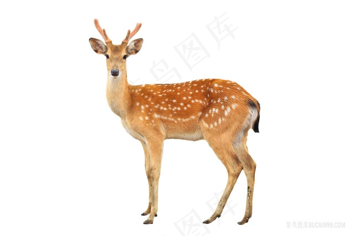 梅花鹿摄影图片