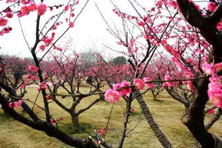高清粉红梅花图片下载