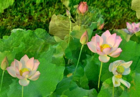 娇艳如你的花儿