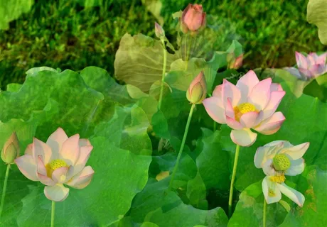 娇艳如你的花儿 娇艳如你的花儿