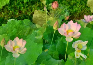 娇艳如你的花儿