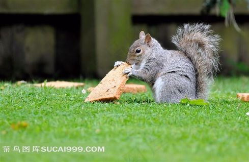 草地上吃面包的小松鼠