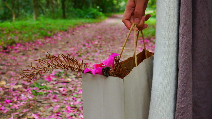 特写唯美粉色紫荆花