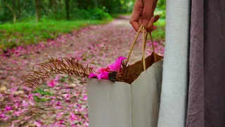 特写唯美粉色紫荆花