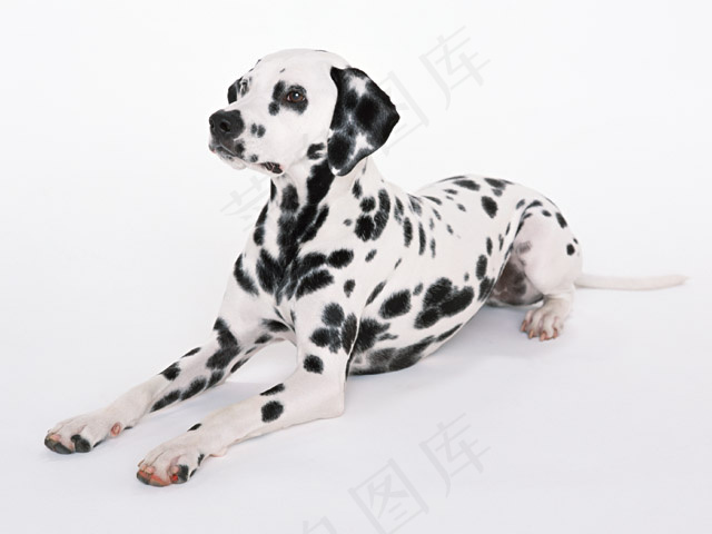 小狗图片