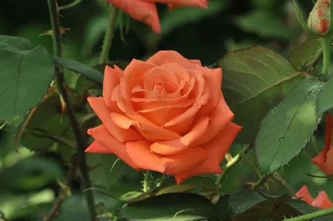 雨后玫瑰花朵摄影图片 雨后玫瑰花朵摄影图片