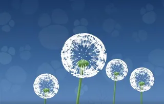 草本植物蒲公英