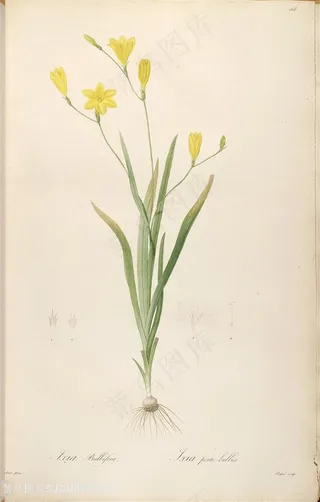 水彩原版高清雷杜德花草图谱