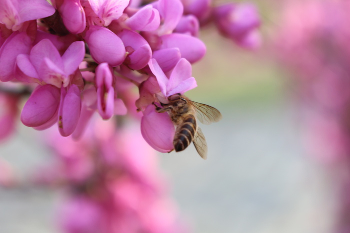 蜜蜂在花朵下采蜜