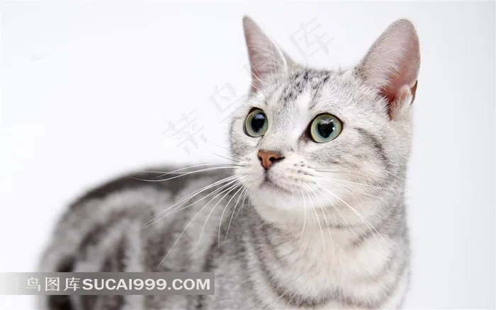 张望的小猫摄影素材